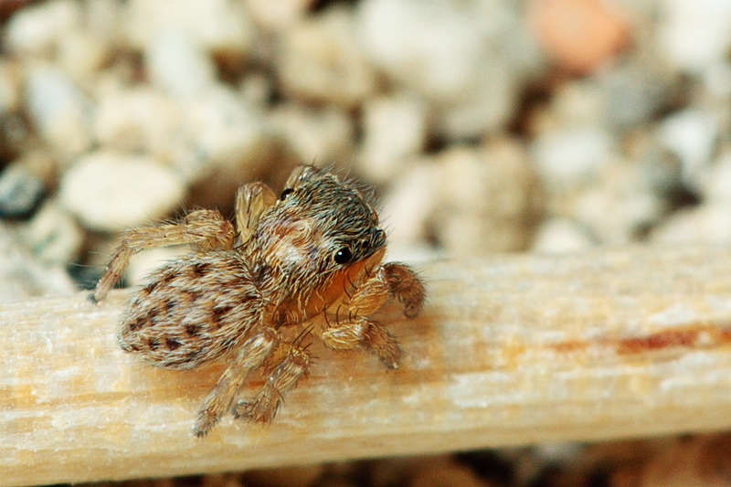 Euophrys cfr frontalis - Malta